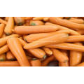 fresh vegetables fresh carrot